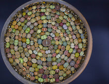 Lade das Bild in den Galerie-Viewer, LITHOP SUCCULENT SEED