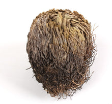Lade das Bild in den Galerie-Viewer, ROSE OF JERICHO