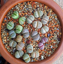 Lade das Bild in den Galerie-Viewer, LITHOP SUCCULENT SEED