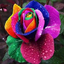 Lade das Bild in den Galerie-Viewer, Super Rare Rainbow Rose Seeds - 100 Seed Pack
