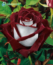 Lade das Bild in den Galerie-Viewer, Super Rare Rainbow Rose Seeds - 100 Seed Pack