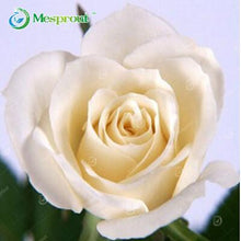 Lade das Bild in den Galerie-Viewer, Super Rare Rainbow Rose Seeds - 100 Seed Pack