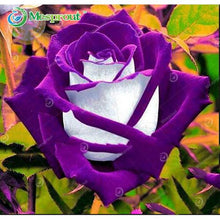 Lade das Bild in den Galerie-Viewer, Super Rare Rainbow Rose Seeds - 100 Seed Pack