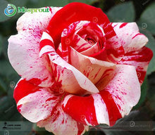 Lade das Bild in den Galerie-Viewer, Super Rare Rainbow Rose Seeds - 100 Seed Pack