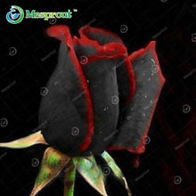 Lade das Bild in den Galerie-Viewer, Super Rare Rainbow Rose Seeds - 100 Seed Pack