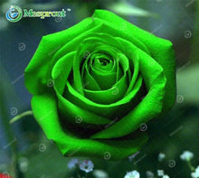 Lade das Bild in den Galerie-Viewer, Super Rare Rainbow Rose Seeds - 100 Seed Pack