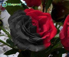 Lade das Bild in den Galerie-Viewer, Super Rare Rainbow Rose Seeds - 100 Seed Pack