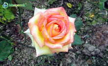 Lade das Bild in den Galerie-Viewer, Super Rare Rainbow Rose Seeds - 100 Seed Pack
