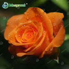 Lade das Bild in den Galerie-Viewer, Super Rare Rainbow Rose Seeds - 100 Seed Pack