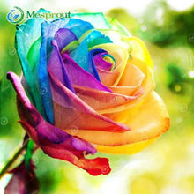 Lade das Bild in den Galerie-Viewer, Super Rare Rainbow Rose Seeds - 100 Seed Pack