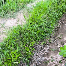 Load image into Gallery viewer, Blade™ Quick Weeder (PRO Version) MBSAHR
