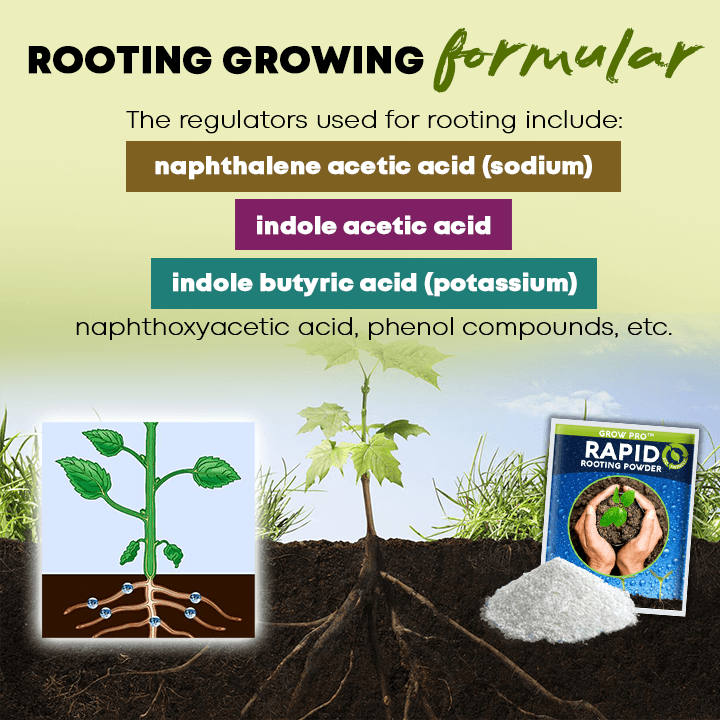 Rapid Rooting Powder (4 packs) – OMG Shop Zone