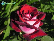 Lade das Bild in den Galerie-Viewer, Super Rare Rainbow Rose Seeds - 100 Seed Pack
