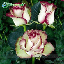Lade das Bild in den Galerie-Viewer, Super Rare Rainbow Rose Seeds - 100 Seed Pack
