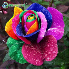 Lade das Bild in den Galerie-Viewer, Super Rare Rainbow Rose Seeds - 100 Seed Pack
