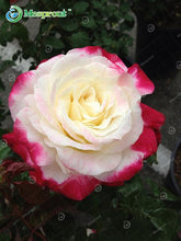 Lade das Bild in den Galerie-Viewer, Super Rare Rainbow Rose Seeds - 100 Seed Pack
