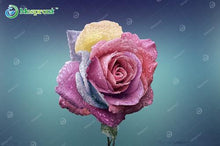 Lade das Bild in den Galerie-Viewer, Super Rare Rainbow Rose Seeds - 100 Seed Pack
