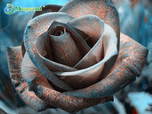 Lade das Bild in den Galerie-Viewer, Super Rare Rainbow Rose Seeds - 100 Seed Pack
