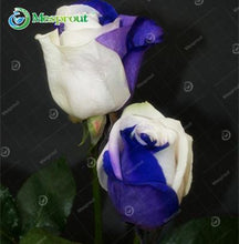 Lade das Bild in den Galerie-Viewer, Super Rare Rainbow Rose Seeds - 100 Seed Pack

