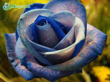 Lade das Bild in den Galerie-Viewer, Super Rare Rainbow Rose Seeds - 100 Seed Pack
