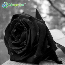 Lade das Bild in den Galerie-Viewer, Super Rare Rainbow Rose Seeds - 100 Seed Pack
