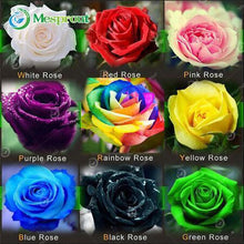 Lade das Bild in den Galerie-Viewer, Super Rare Rainbow Rose Seeds - 100 Seed Pack
